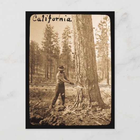 Magic Lantern Logging in the Butte Valley, CA Postkarte (Vorderseite)
