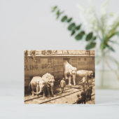 Magic Lantern Slide Ringling Bros Elephant Train Postkarte (Stehend Vorderseite)