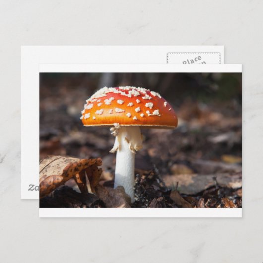 Magic Mushroom Postkarte (Vorne/Hinten)
