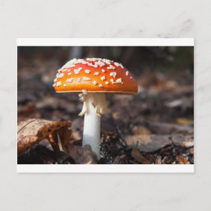 Magic Mushroom Postkarte