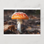 Magic Mushroom Postkarte (Vorderseite)