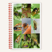 Magicicada Cicada-Notebook für 2024 Notizblock (Vorderseite)