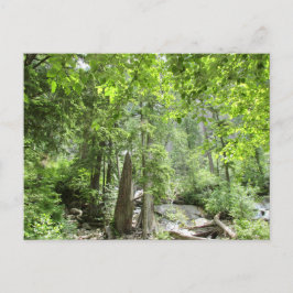 Magische grüne Waldszene. Postkarte