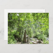 Magische grüne Waldszene. Postkarte (Vorne/Hinten)