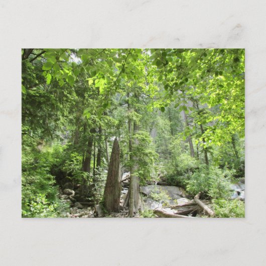 Magische grüne Waldszene. Postkarte (Vorderseite)