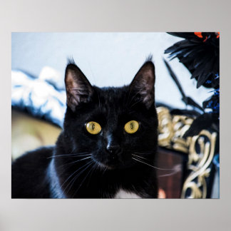 magische Kätzchenaugen Poster