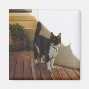 Magische Katze - besonders angefertigt Magnet