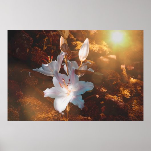 Magische Lilien Poster (Vorne)