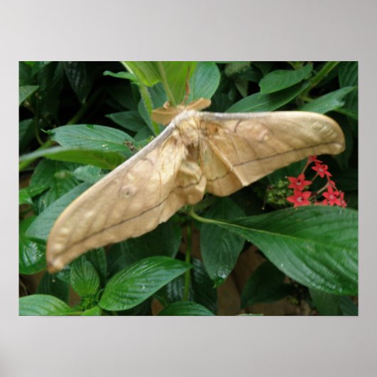 Magische Motordrucke Poster (Vorne)