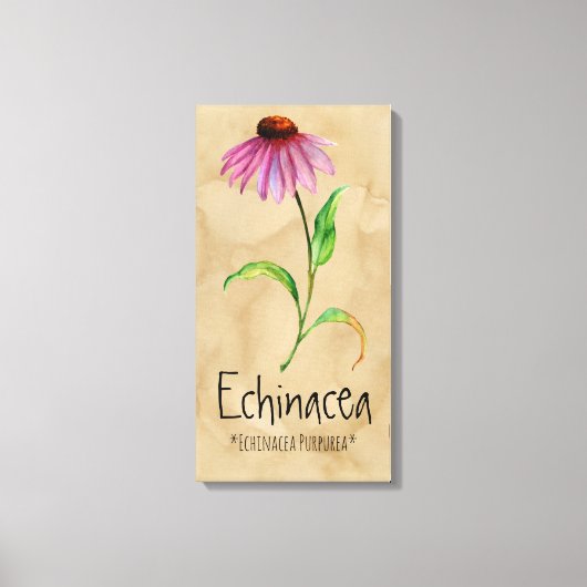 Magische Pflanze Echinacea 13.22'' x 25.52'' Leinw Leinwanddruck (Vorderseite)
