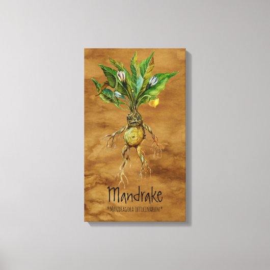Magische Pflanze Mandrake 1 12.84'' x 21.93'' Lein Leinwanddruck (Vorderseite)