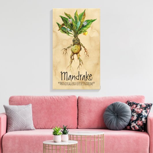 Magische Pflanze Mandrake 1 12.84'' x 21.93'' Lein Leinwanddruck (Insitu (Wohnzimmer))