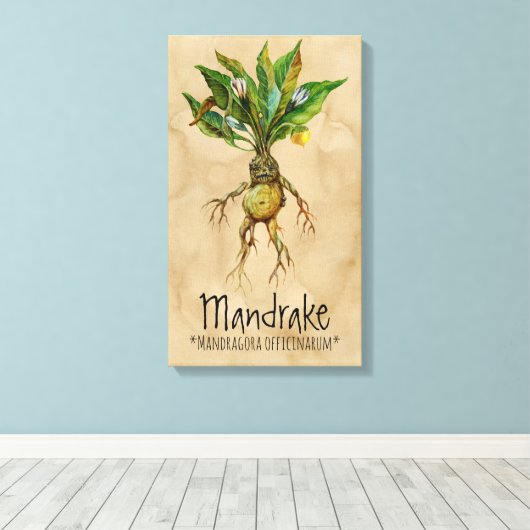 Magische Pflanze Mandrake 1 12.84'' x 21.93'' Lein Leinwanddruck (Insitu (Holzboden))
