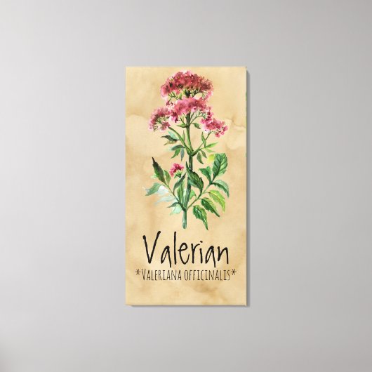 Magische Pflanze Valerian 21.29'' x 42.05'' Leinwa Leinwanddruck (Vorderseite)