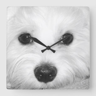 Magischer Blick Malteser in der Glint der Augen &  Quadratische Wanduhr