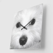 Magischer Blick Malteser in der Glint der Augen & Quadratische Wanduhr (Winkel)