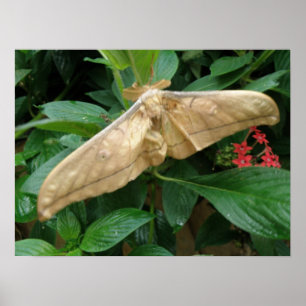 Magischer Motten-Druck Poster