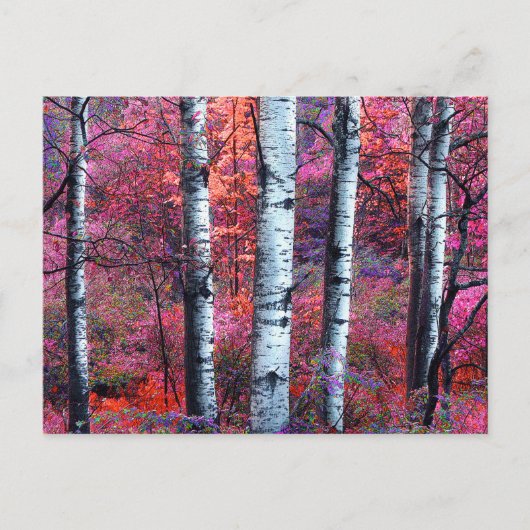 Magischer Wald Postkarte (Vorderseite)