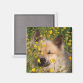 Magneet Magnet (Vorderseite/Rückseite)