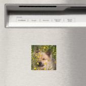 Magneet Magnet (In Situ (Geschirrspüler))