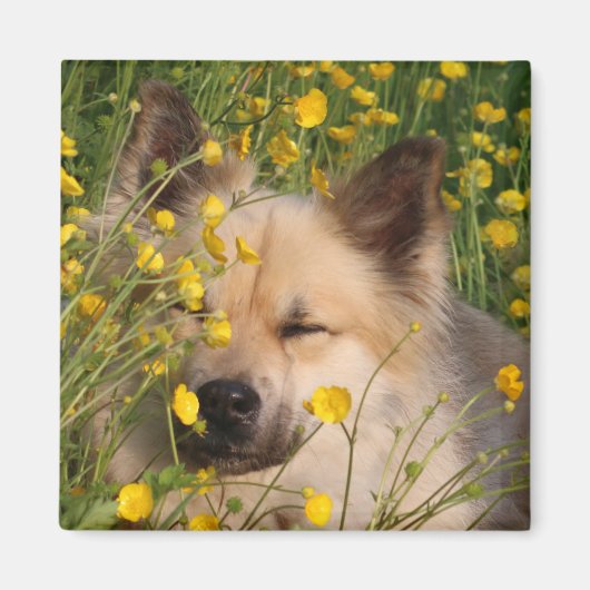 Magneet Magnet (Vorne)