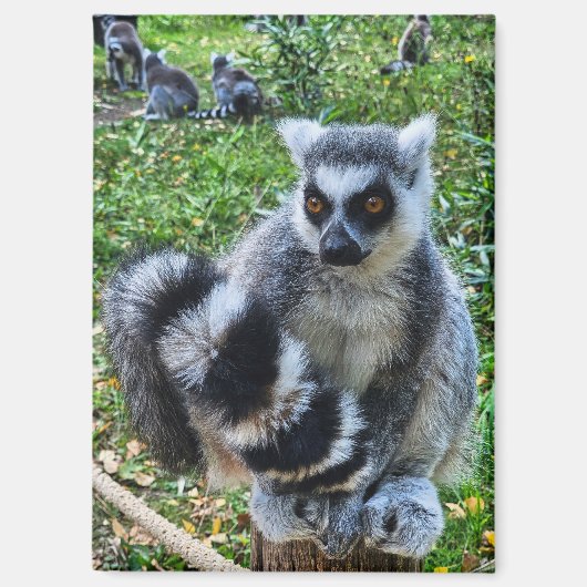 Magneet met ringstaartmaki – unieke dierenprint magnet (Vorderseite)