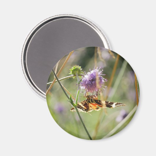 Magnet (Vorderseite/Rückseite)