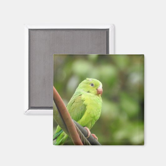 Magnet (Vorderseite/Rückseite)