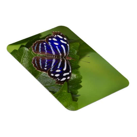 Magnet (Rechte Seite)