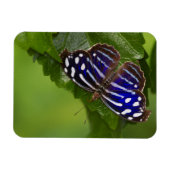 Magnet (Horizontal)