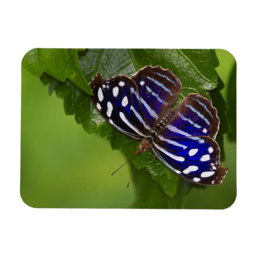 Magnet (Horizontal)