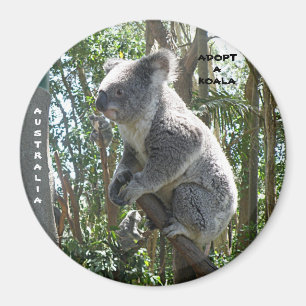 Magnet Adoptiere ein Koala Australien ZIZZAGO