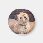 Magnet Adorable Terrier Puppy (Vorne)