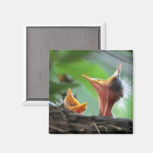 Magnet - Amerikanische Robin Babies (Vorderseite/Rückseite)