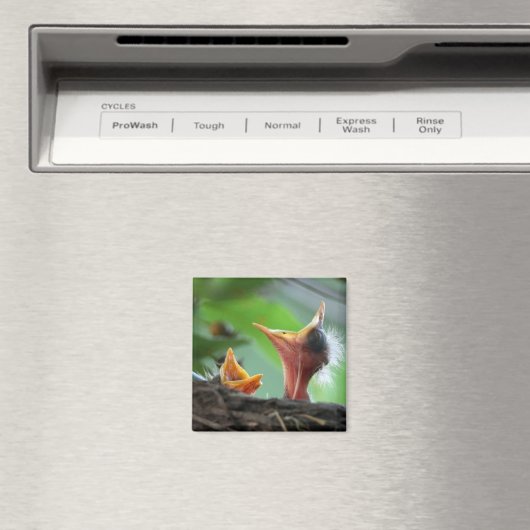 Magnet - Amerikanische Robin Babies (In Situ (Geschirrspüler))