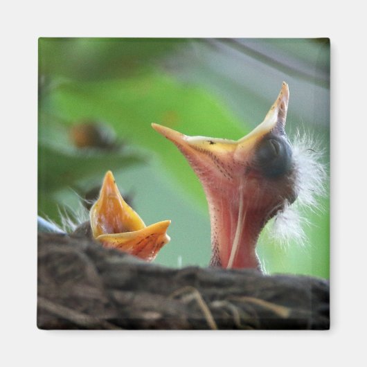 Magnet - Amerikanische Robin Babies (Vorne)