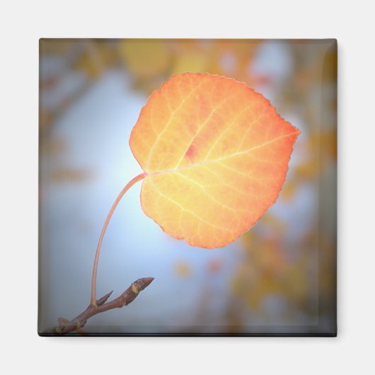 Magnet-Aspen Leaf Magnet (Vorne)