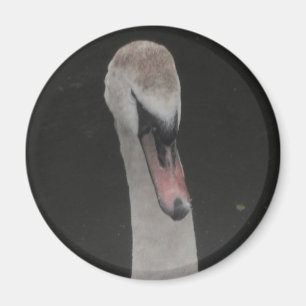 Magnet Baby-Schwan Gesicht