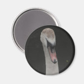 Magnet Baby Swan Face (Vorderseite/Rückseite)