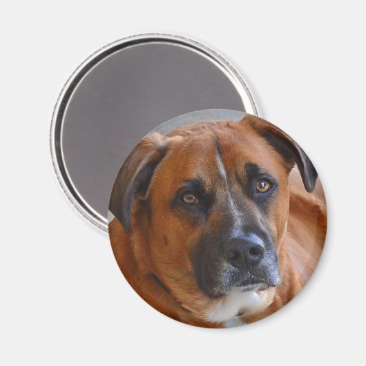 Magnet - Baxter (Vorderseite/Rückseite)