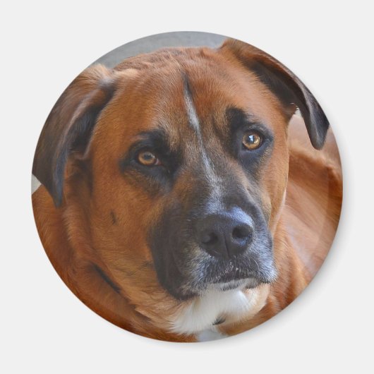 Magnet - Baxter (Vorne)