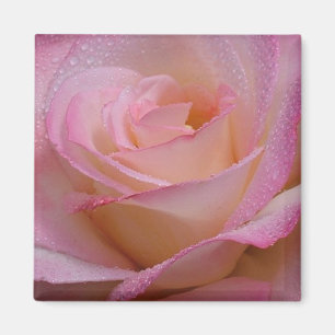 Magnet Beautiful Pink Rose