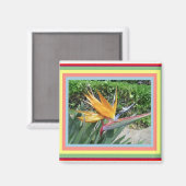 Magnet-Bird des Paradieses Magnet (Vorderseite/Rückseite)
