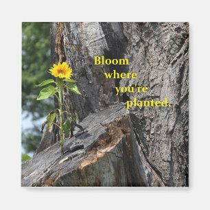 Magnet - Blüte, in dem Sie gepflanzt werden