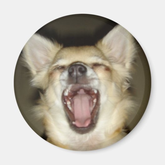 Magnet Chihuahua Foto Perso (Vorne)