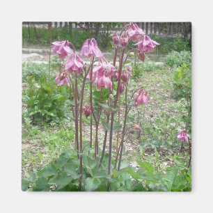 Magnet Colorados Columbine