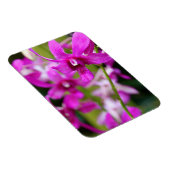 Magnet - Cooktown Orchid (Rechte Seite)