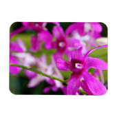 Magnet - Cooktown Orchid (Horizontal)