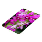 Magnet - Cooktown Orchid (Linke Seite)