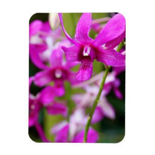 Magnet - Cooktown Orchidee